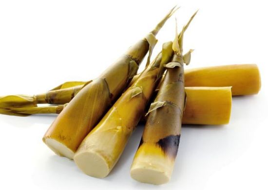 Brotos de bambu