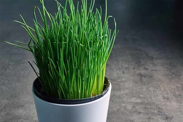 Plantando cebolinhas
