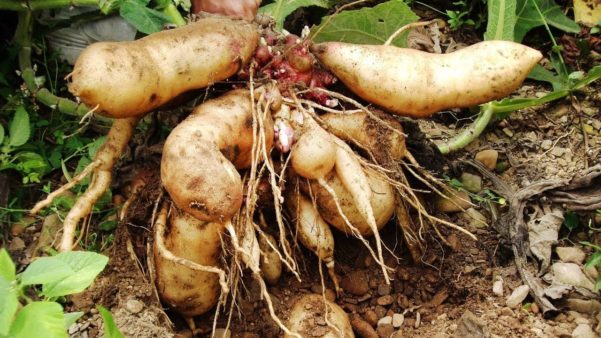 Batata Yacon