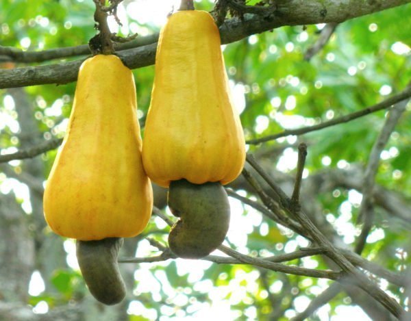 Benefícios do caju e castanha
