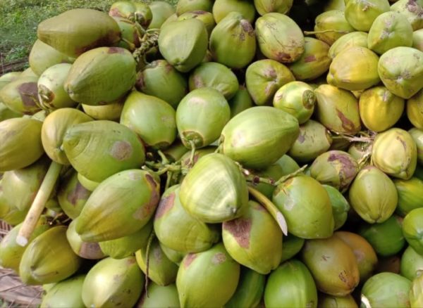 Coco verde na dieta