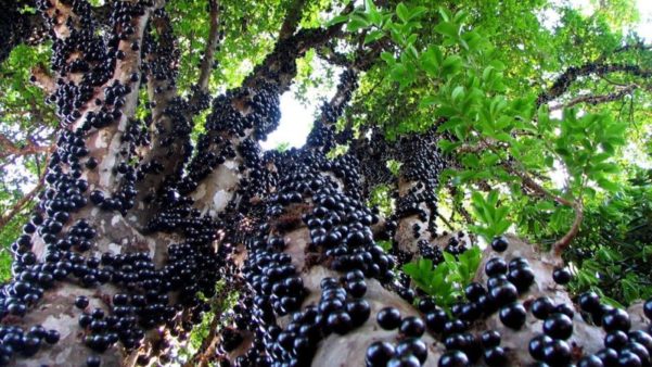 Jabuticaba na dieta